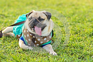 Cute pug puppy dog tired sleeping rest on field