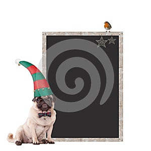 Cute pug puppy dog wearing an elf hat, sitting next to blank blackboard sign with christmas decoration, on white bac
