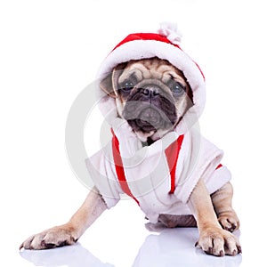 Cute pug puppy dressed as santa