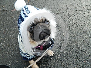 Cute pug puppy in winter outfit