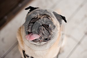 Cute pug with putting his tongue out looking up at the camera