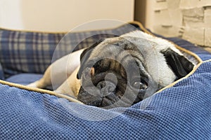 Pug napping in a basket