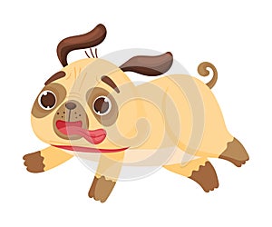 Cute pug runs fast. Vector illustration on white background.