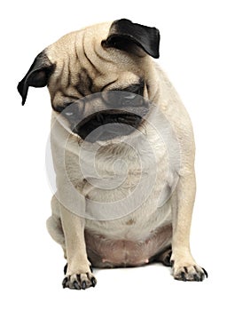 Cute pug sitting in a white photo studio