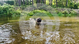 A cute pug swimming in the river