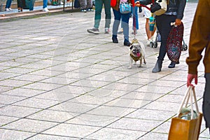 A cute pug walking with his owner