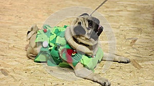 Cute pug wearing creative festive suit obeying owner's commands, eating treats