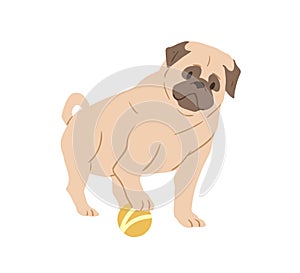 Cute Pug with wrinkled face playing with ball. Adorable wrinkly dog of fawn color. Purebred light brown doggy. Flat