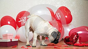 Cute pugs among the festive balls are showered with rose petals, Valentine's Day and a dog.