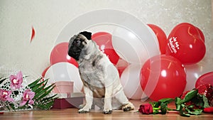 Cute pugs among the festive balls are showered with rose petals, Valentine's Day and a dog.