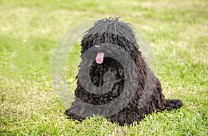 Cute puli dog in the park