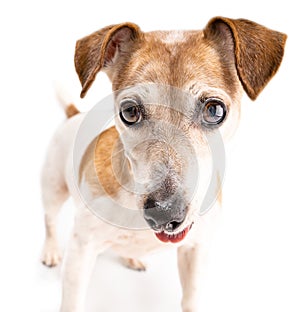 Cute pup Jack Russell terrier on white background.