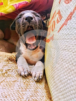 Cute pup yawning with adorable charm.
