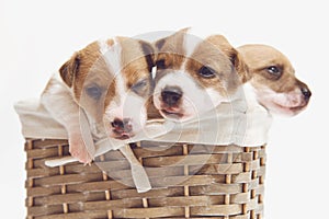 Cute puppies in a basket isolated on white