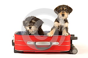 Cute puppies brothers in the suitcase