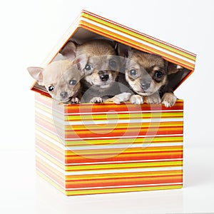 Cute puppies chihuahua in box