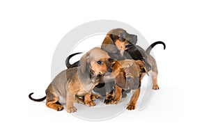 Cute puppies of dachshund