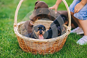 Cute puppies dachshunds in basket are next to it`s boy`s legs on the grass outdoors