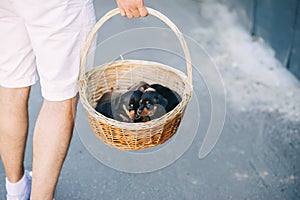 Cute puppies dachshunds in basket in it`s boy`s hands outdoors
