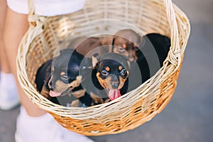 Cute puppies dachshunds in basket in it`s boy`s hands outdoors