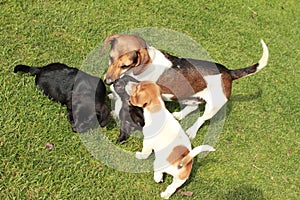 Cute puppies with dog