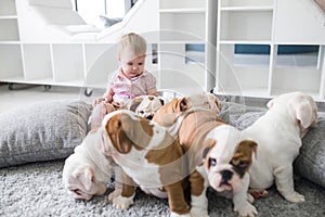 Cute puppies of English bulldog sitting on the carpet with the little girl