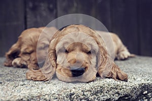 The cute puppies of the English Cocker Spaniel lies on a large rock in the garden. Lovely dogs on stone background