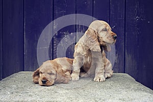 The cute puppies of the English Cocker Spaniel lies on a large rock in the garden. Lovely dogs on wooden background