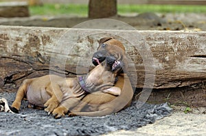 Cute puppies playing