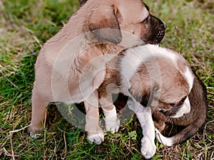Cute puppies playing in the green grass