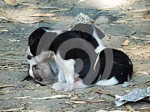 Cute Puppies Playing on Ground.