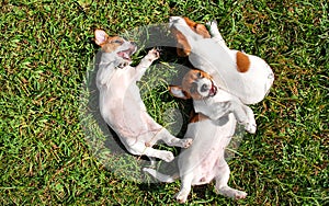 Cute puppies playing outdoors