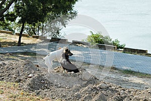 Cute puppies playing in the sand next to river