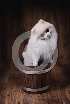 Cute puppies Pomeranian dog sitting on a wooden bucket