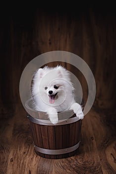 Cute puppies Pomeranian dog sitting on a wooden bucket