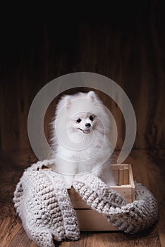 Cute puppies Pomeranian dog sitting on a wooden bucket