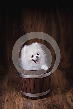 Cute puppies Pomeranian dog sitting on a wooden bucket