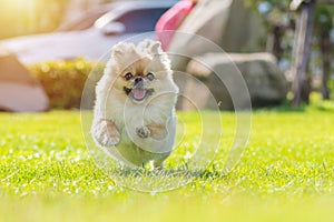 Cute puppies Pomeranian Mixed breed Pekingese dog run on the grass with happiness