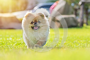 Cute puppies Pomeranian Mixed breed Pekingese dog run on the grass with happiness