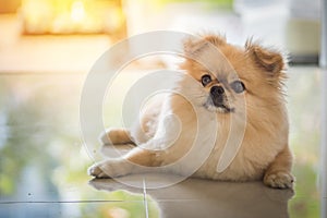 Cute puppies Pomeranian Mixed breed Pekingese dog sitting on a marble floor