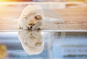 Cute puppies Pomeranian Mixed breed Pekingese dog standing on the floor that has water and reflection