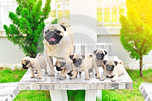 Cute puppies Pug with mother