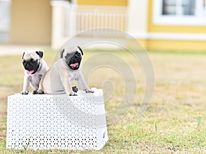 Cute puppies Pug with white bucket