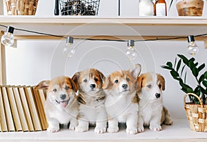 Cute puppies on a wooden shelf