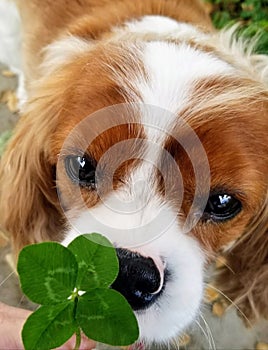 Cute puppy with 4 leaf clover