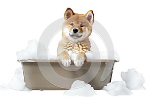 Cute puppy Akita dog in a bath with foam, isolated on transparent background, cute pet concept, realistic illustration, generative