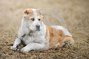 Cute puppy Alabai Asian shepherd