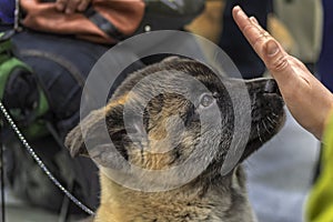 Cute puppy American Akita dog trustingly sniffing the palm man. Close-up portrait, side view. Lovely puppy, happy akita.