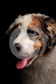 Cute puppy Australian Shepherd blue merle dog shows tongue