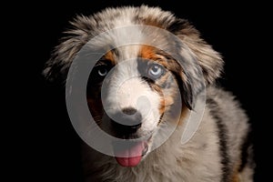 Cute puppy Australian Shepherd dog shows tongue